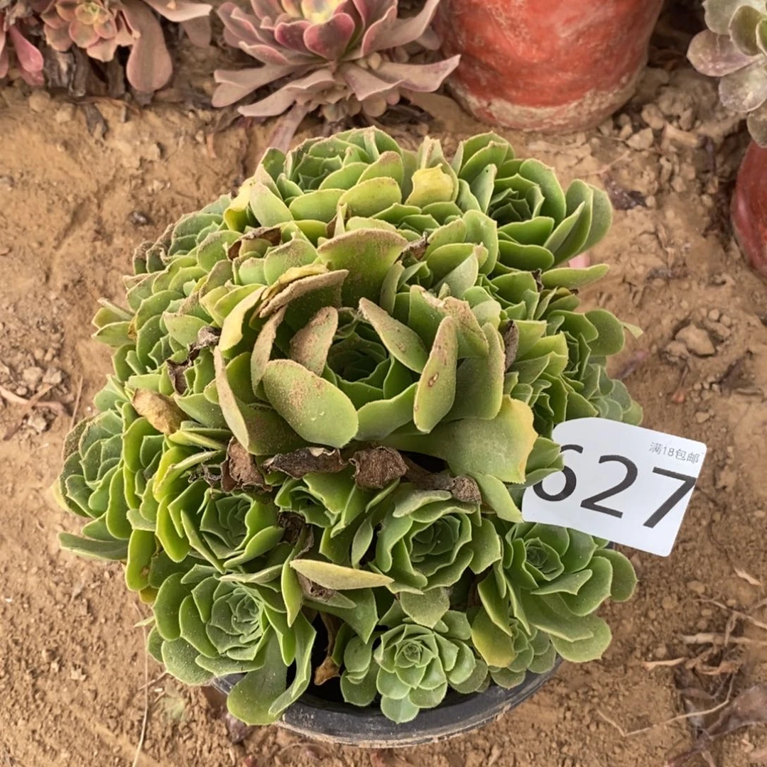 627绿玫瑰手捧4棚