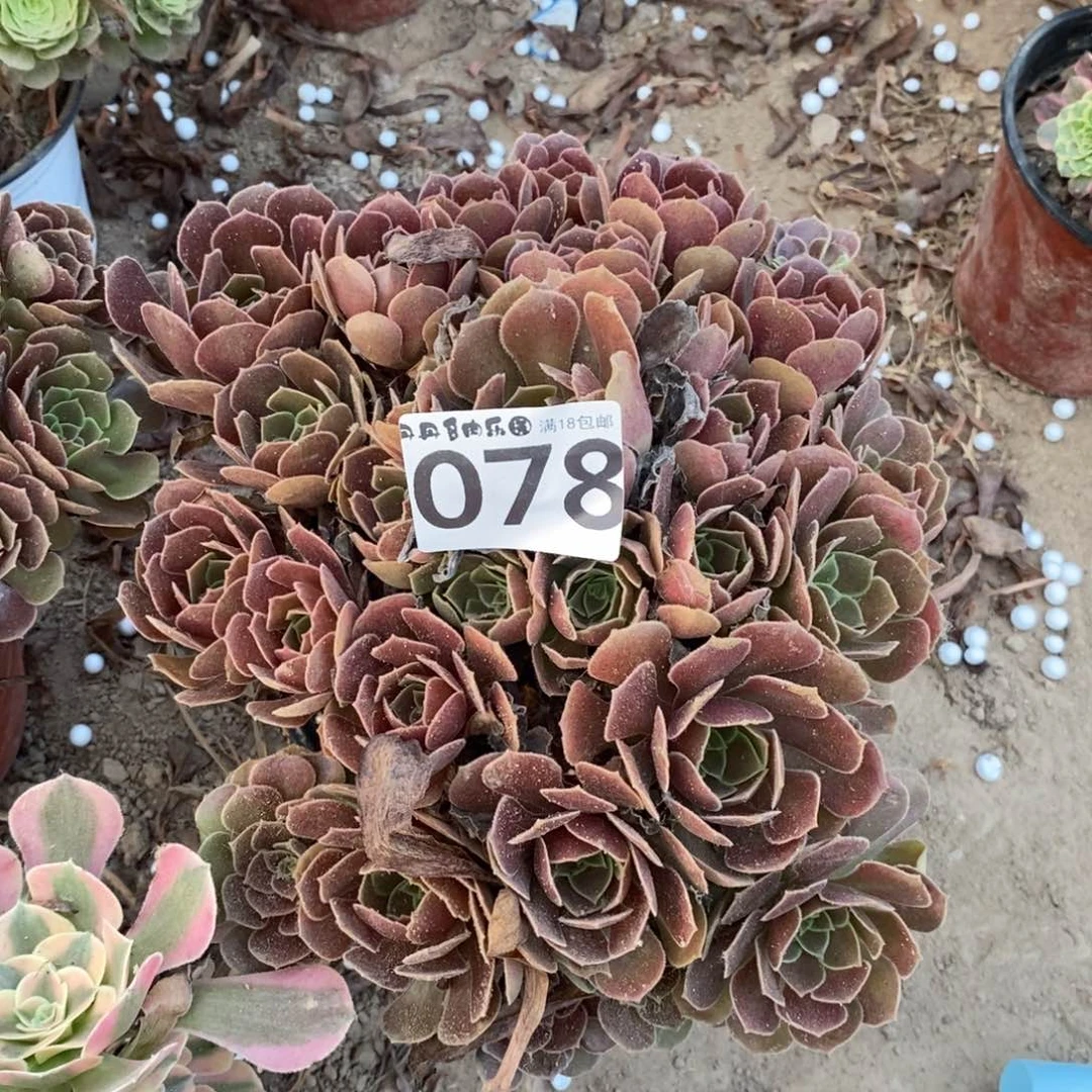 078荷兰玫瑰手捧1棚