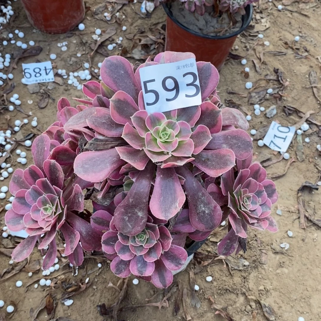 593美杜莎手捧1棚