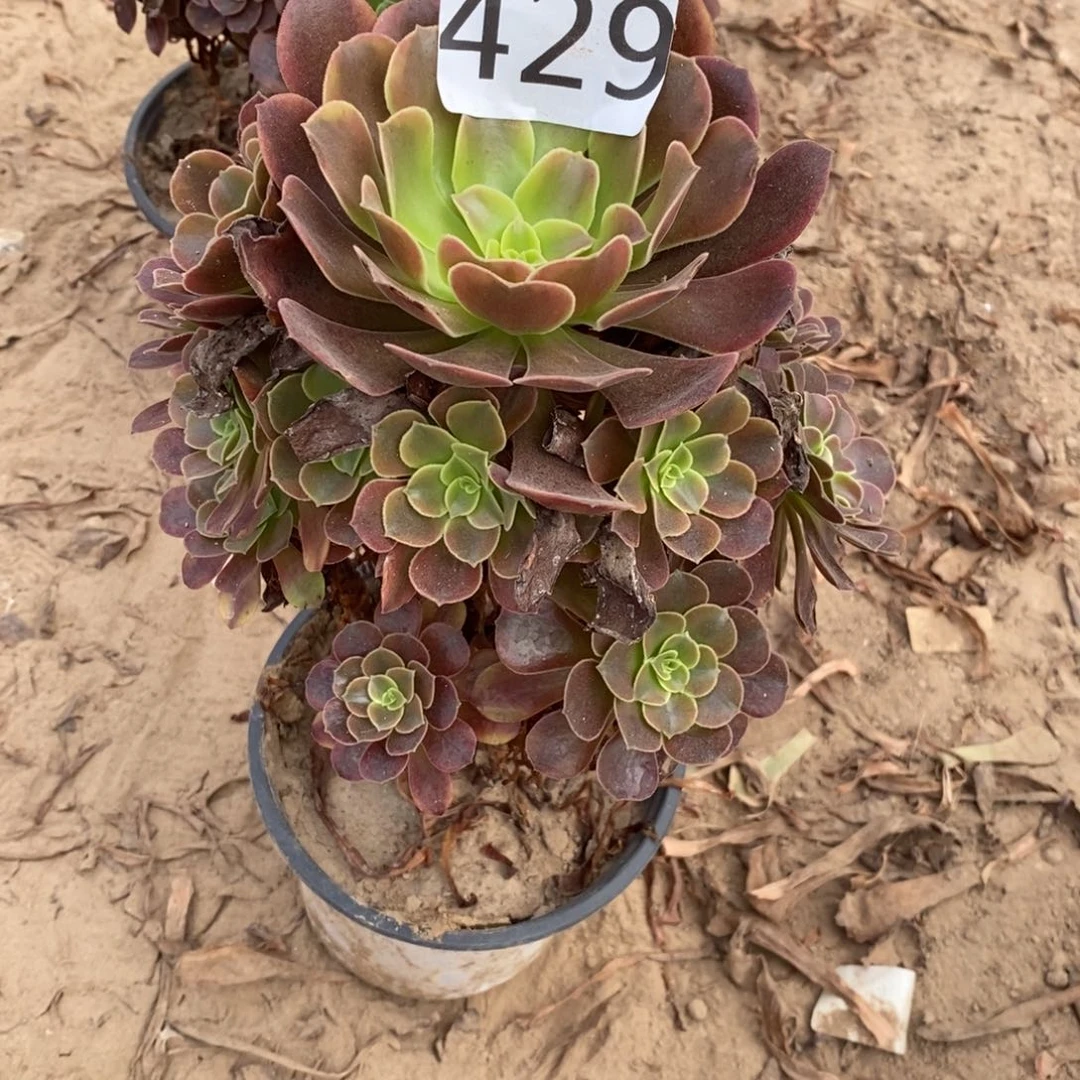 429欧嘉莉手捧东