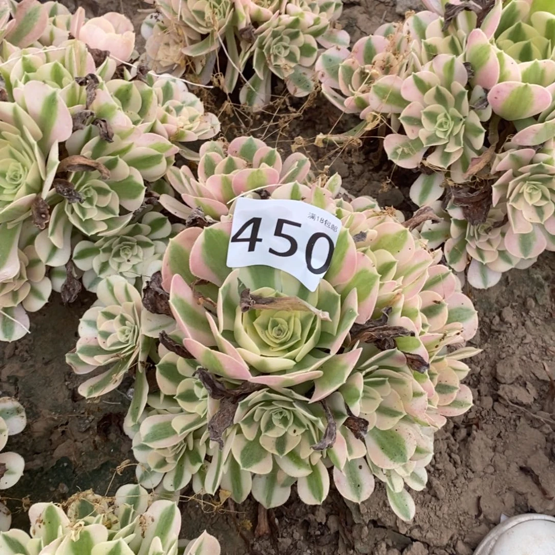 450粉女巫手捧东棚地