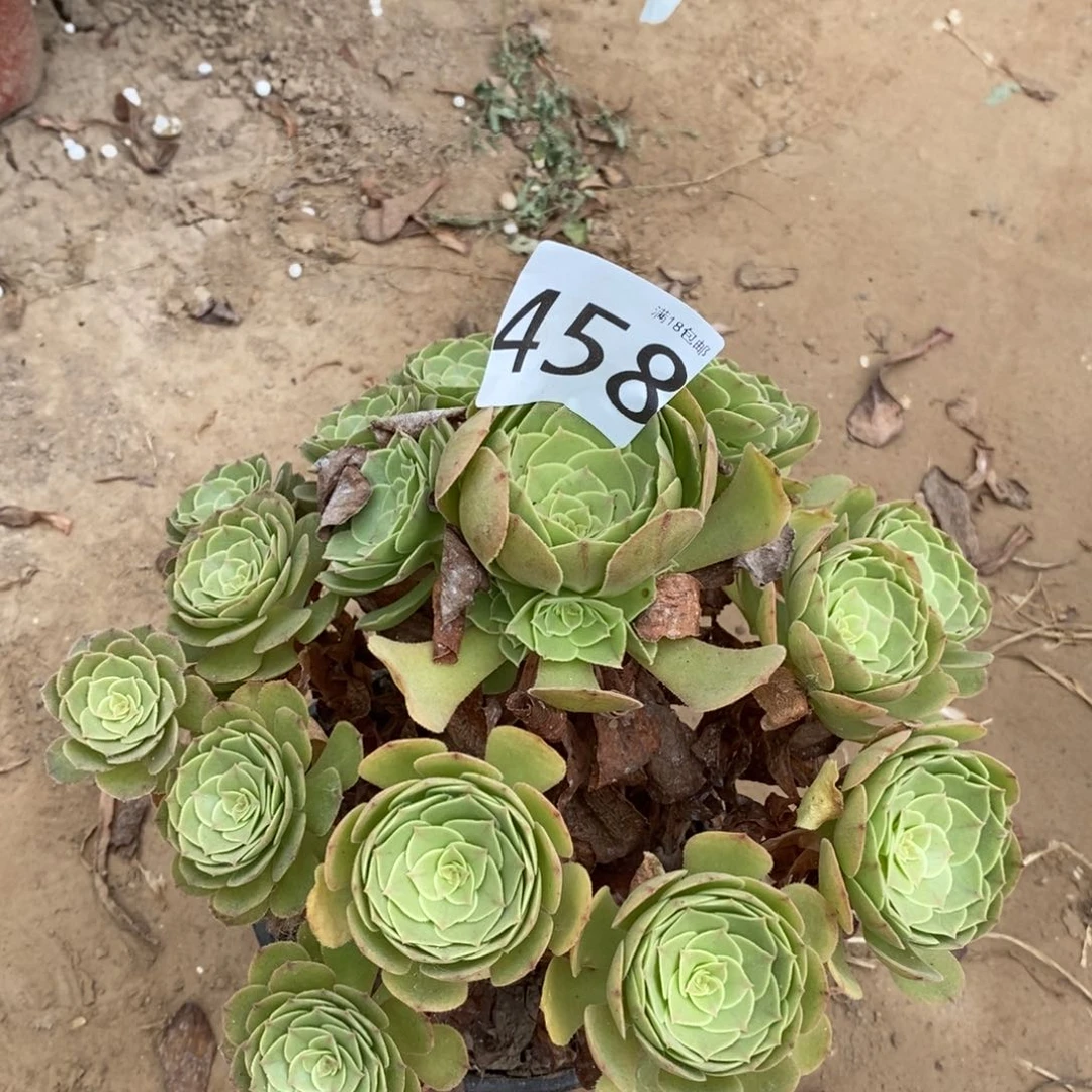 458万圣节手捧东