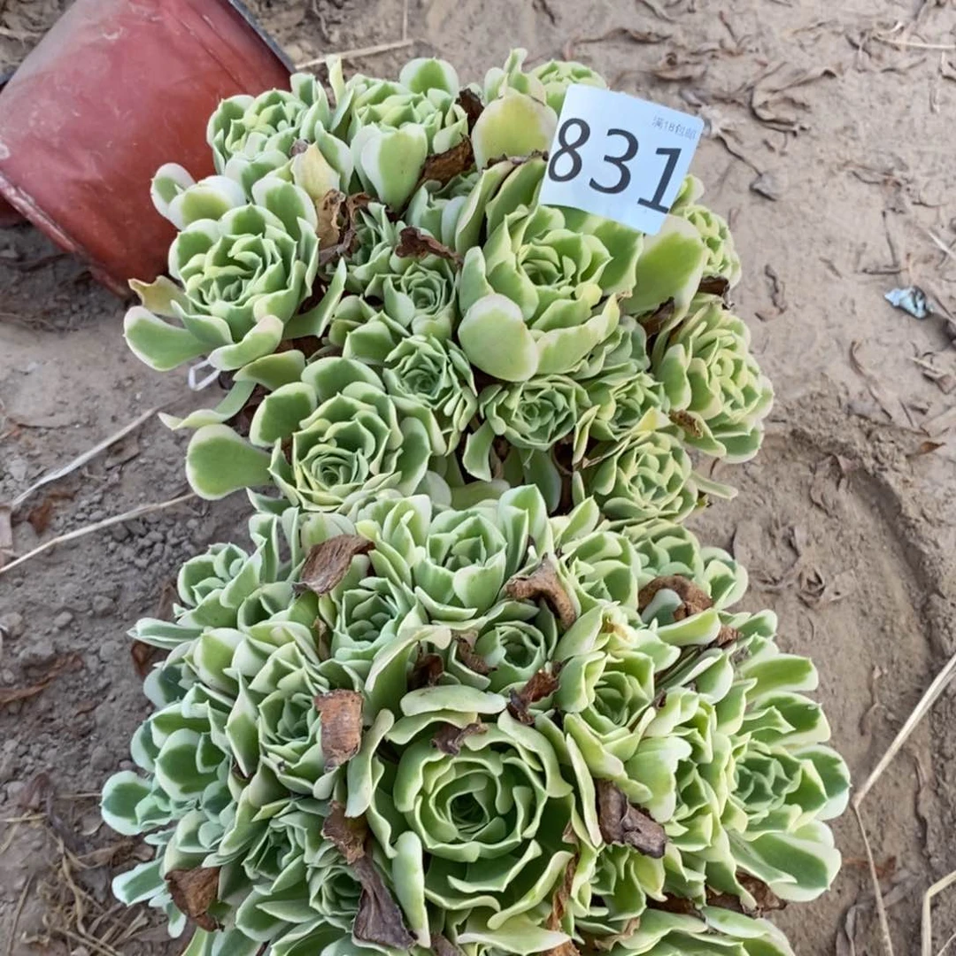 q*去831白凤2颗手捧东棚