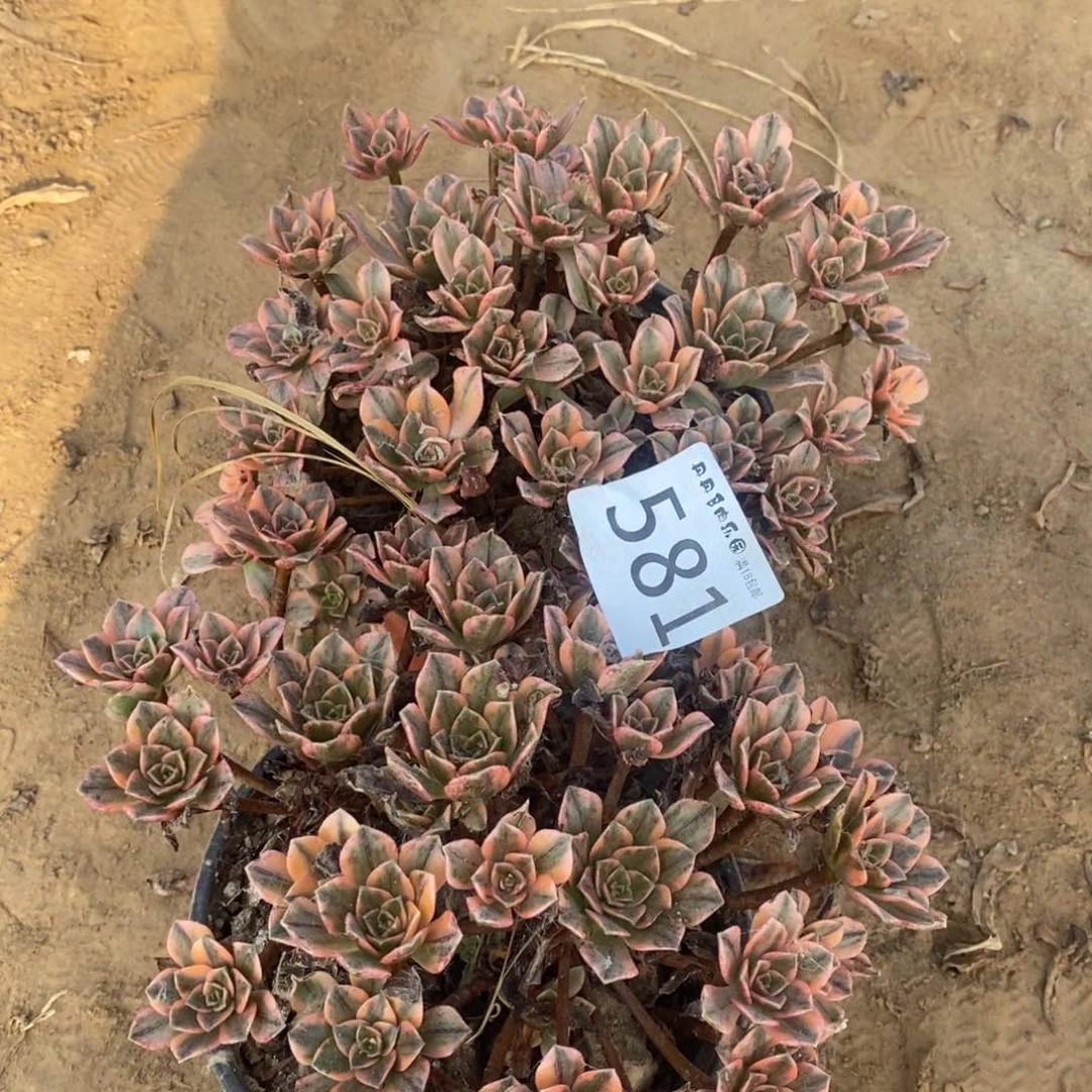 汪**?581甜茶2颗手捧4棚