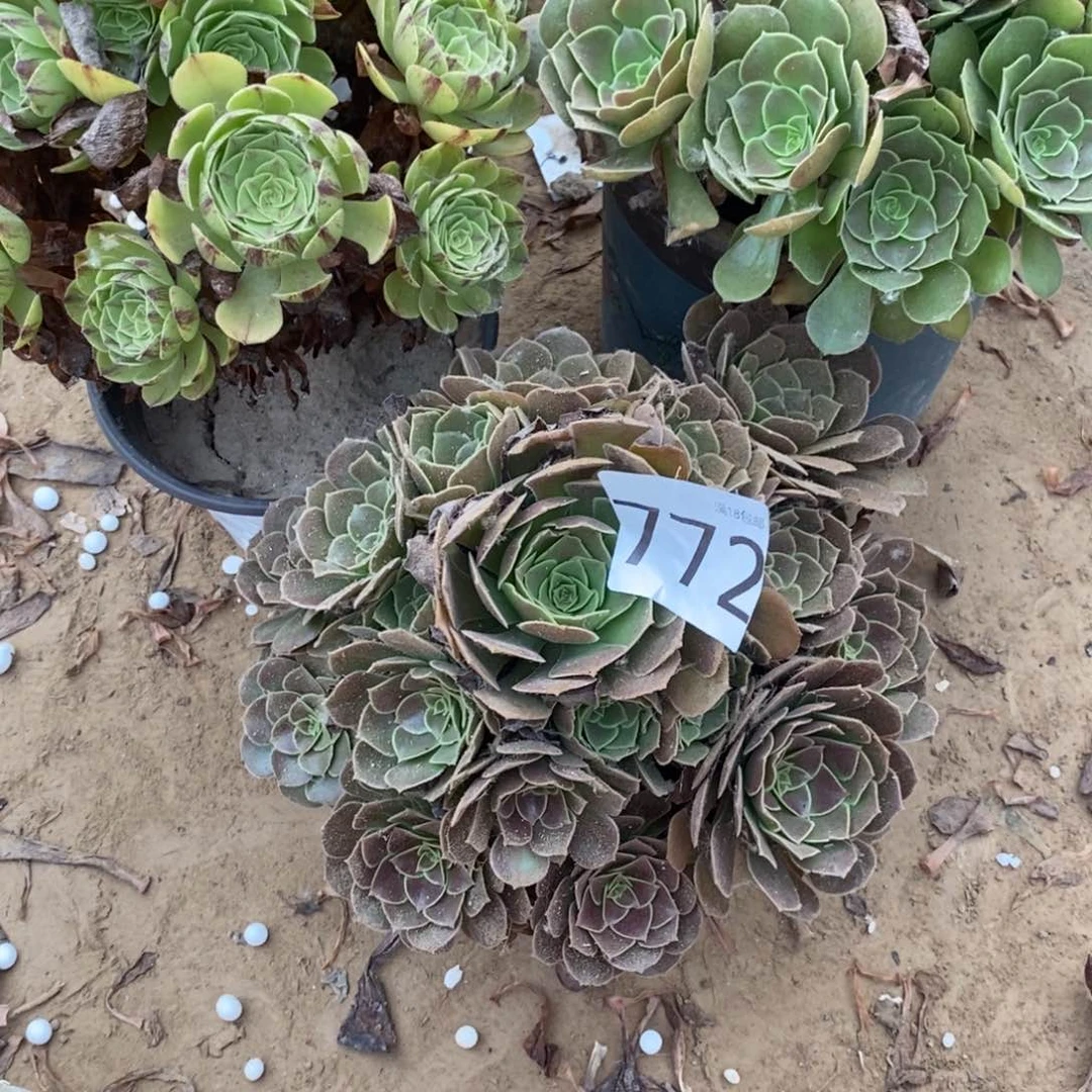 772荷兰玫瑰手捧1棚