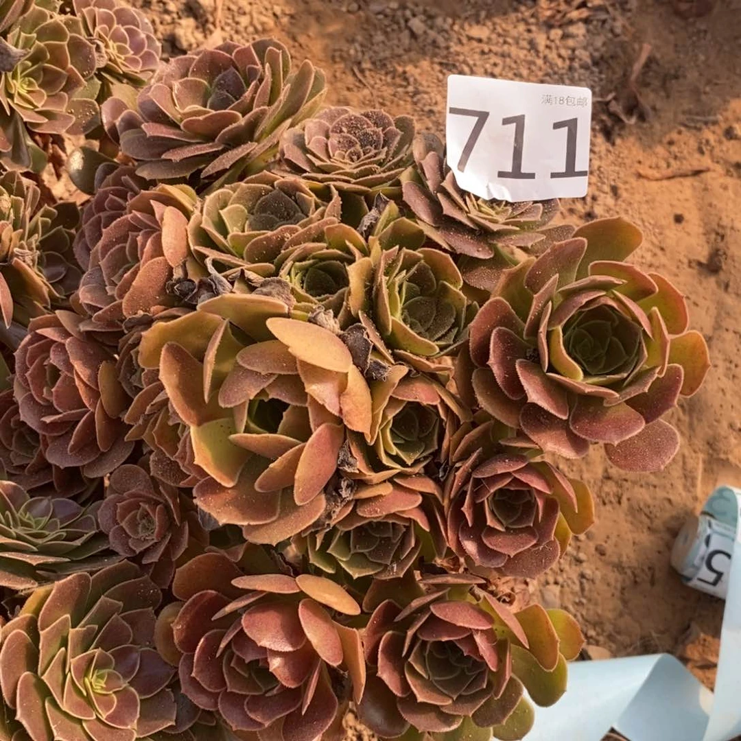 711荷兰玫瑰手捧4棚