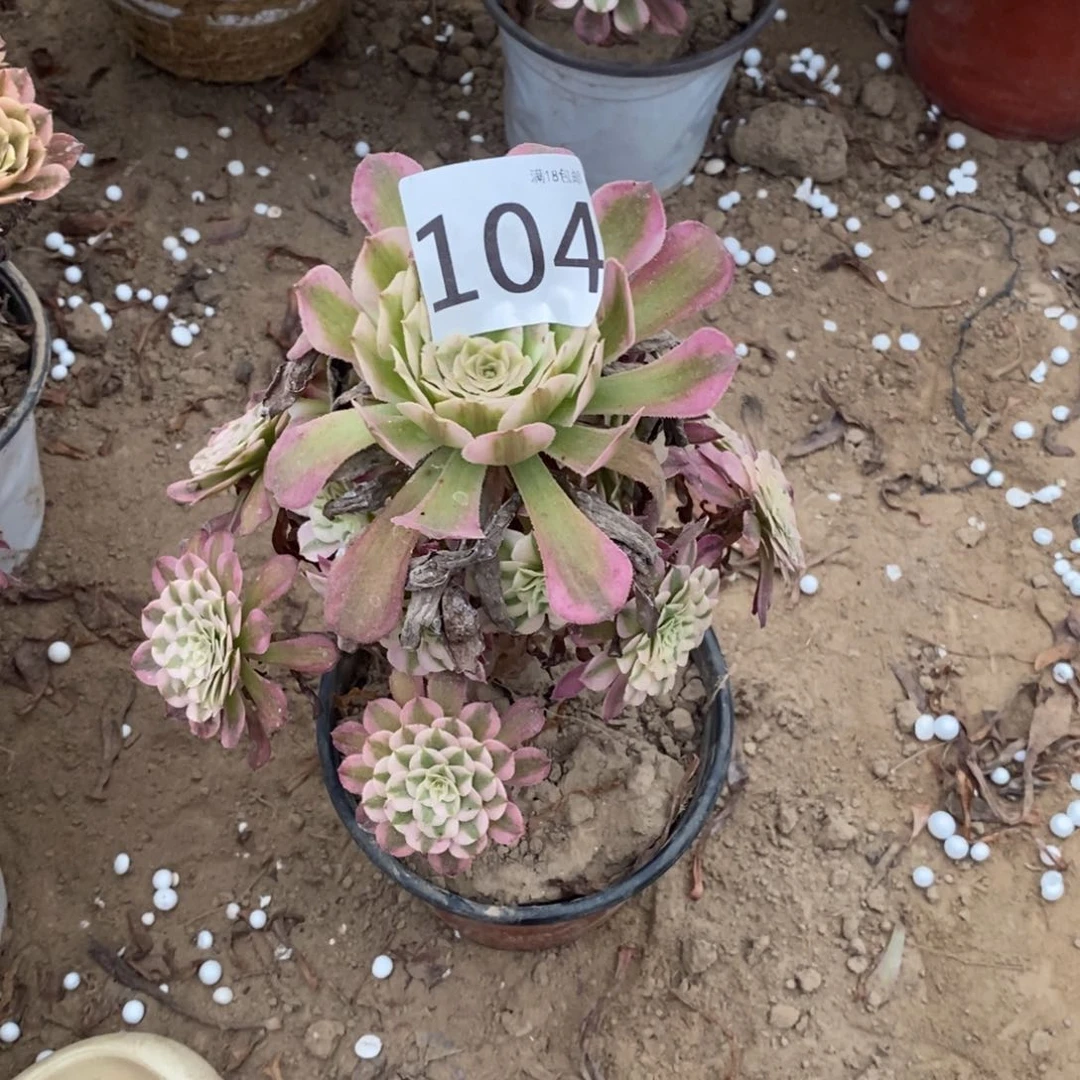 104铜壶白手捧1棚