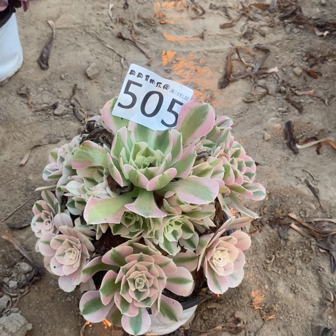 505粉女巫手捧东