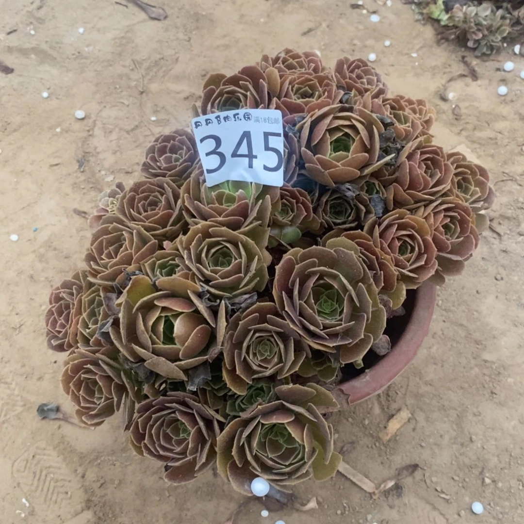345荷兰玫瑰2颗手捧1