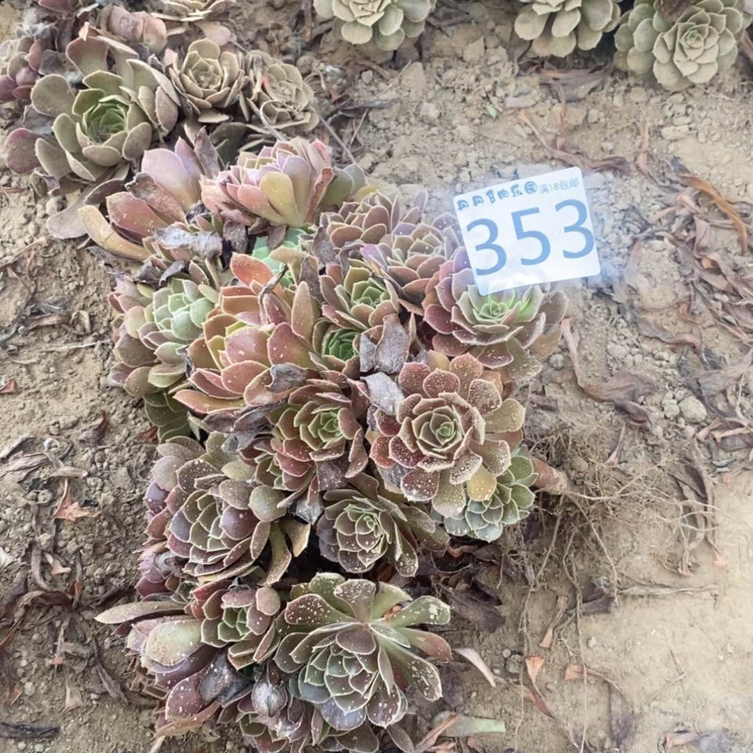 353荷兰玫瑰3颗手捧4