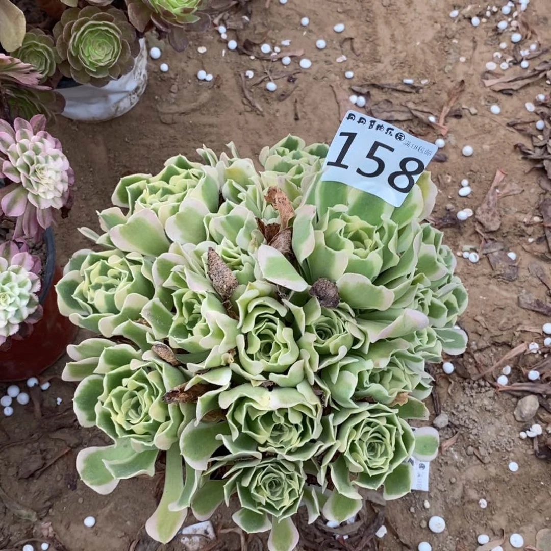 158白凤手捧1棚00000