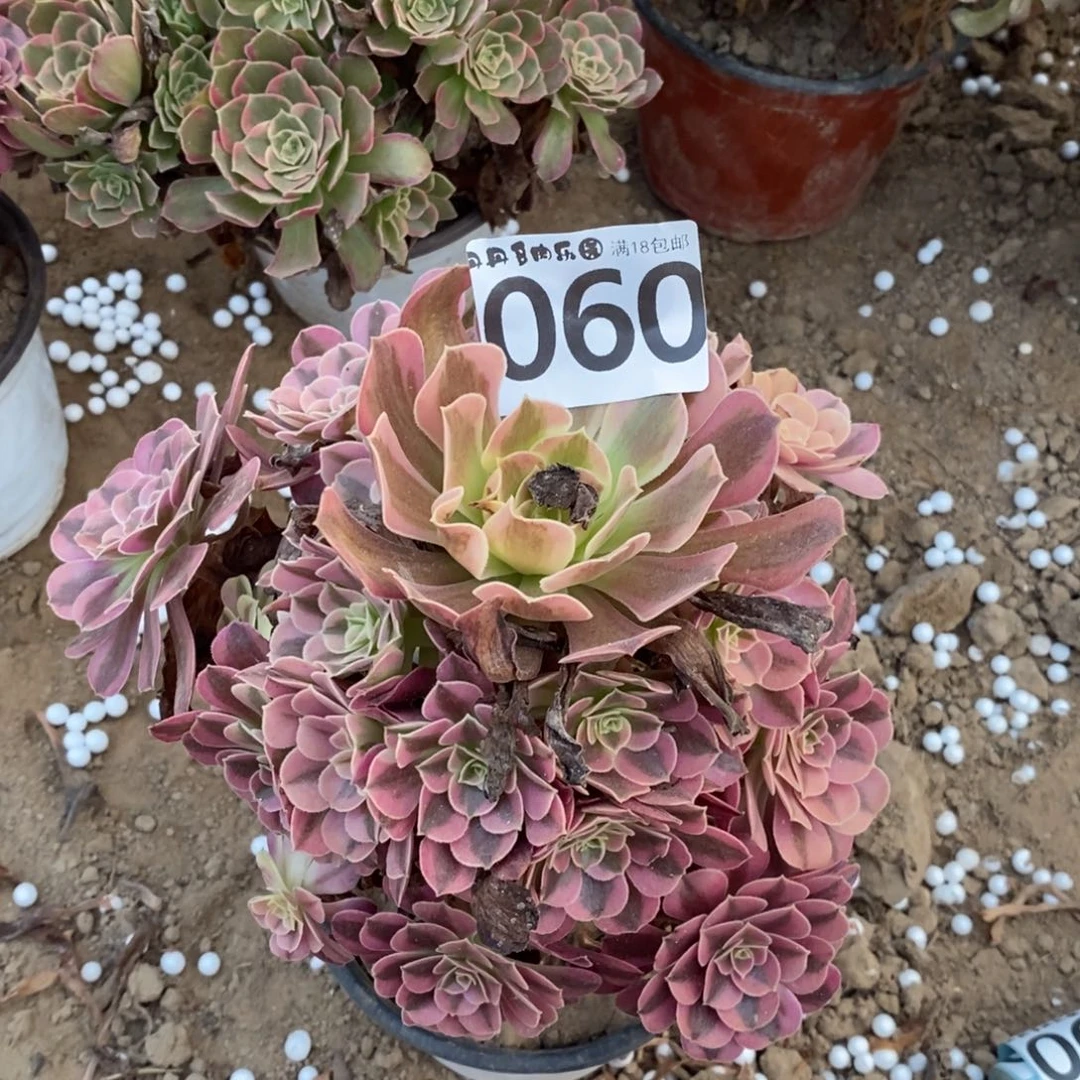 060美杜莎手捧1棚