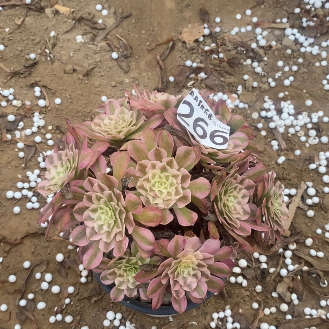 266铜壶白绣球1棚000