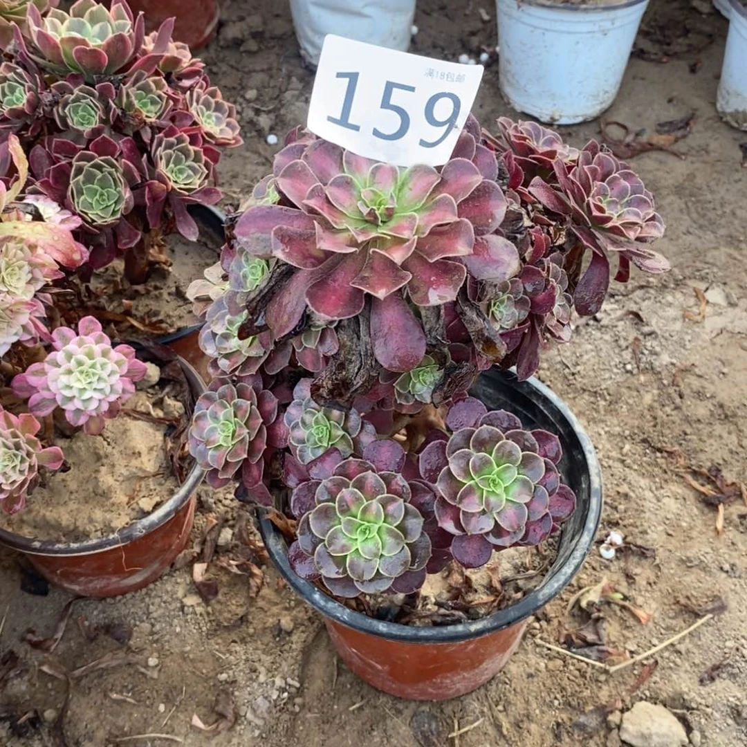 159花纳手捧0000000