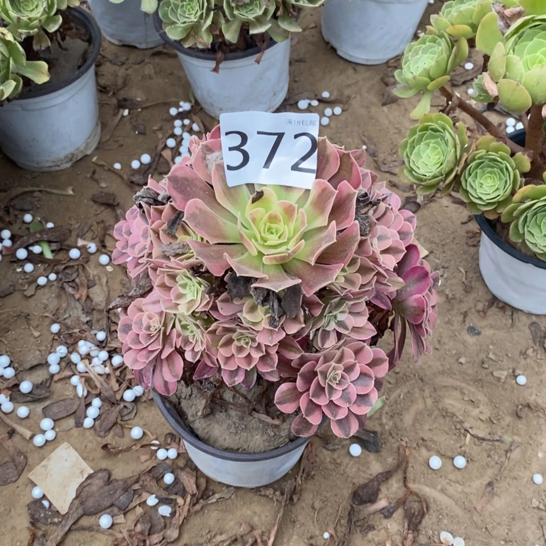 芷**读372美杜莎手捧1棚