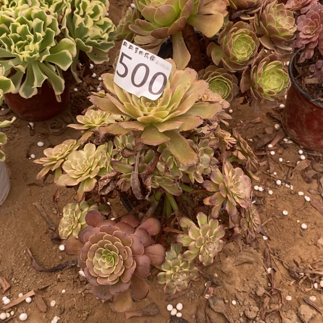 500红金刚大手捧1棚