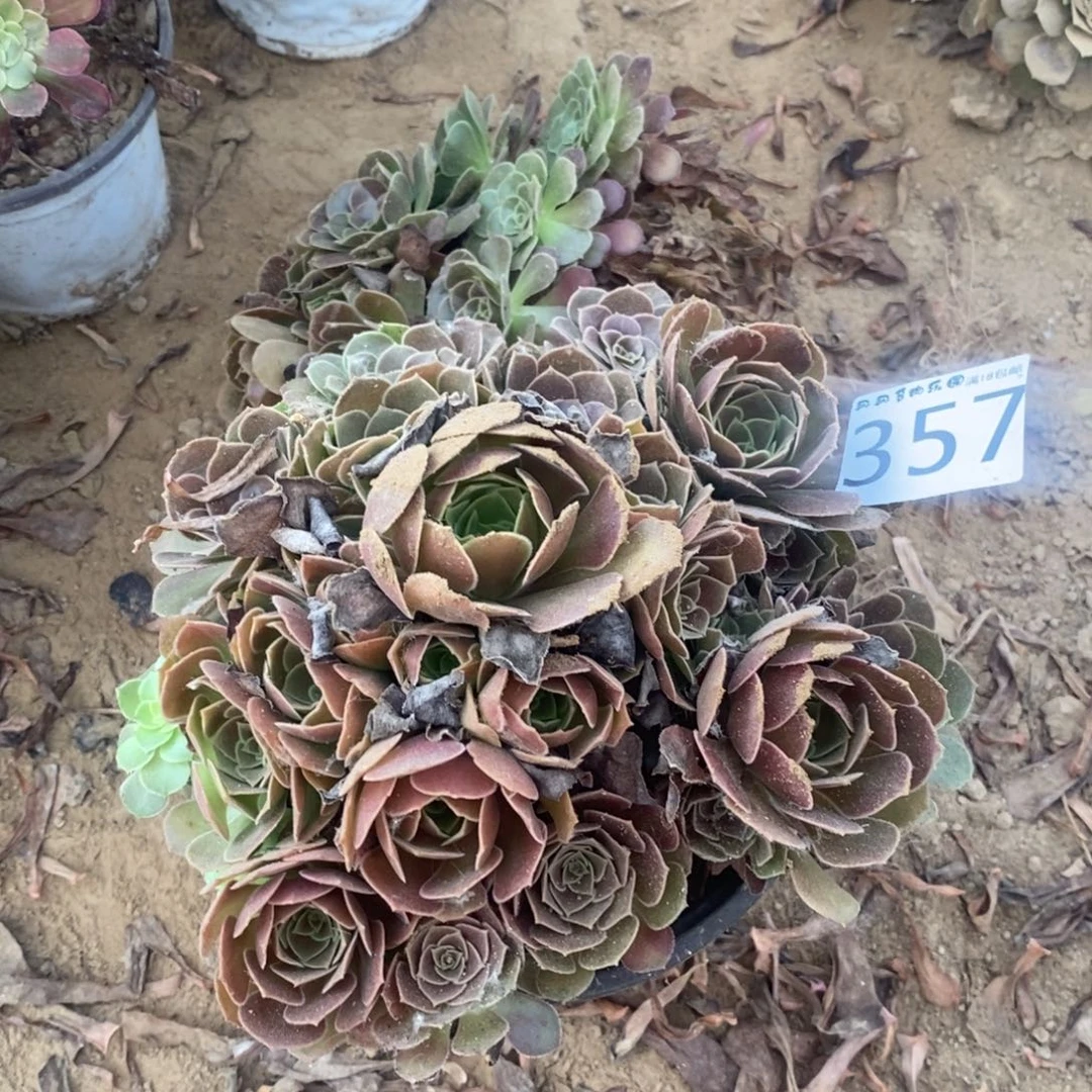 357荷兰玫瑰手捧4棚