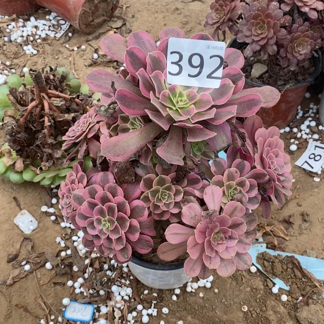 392美杜莎手捧1棚