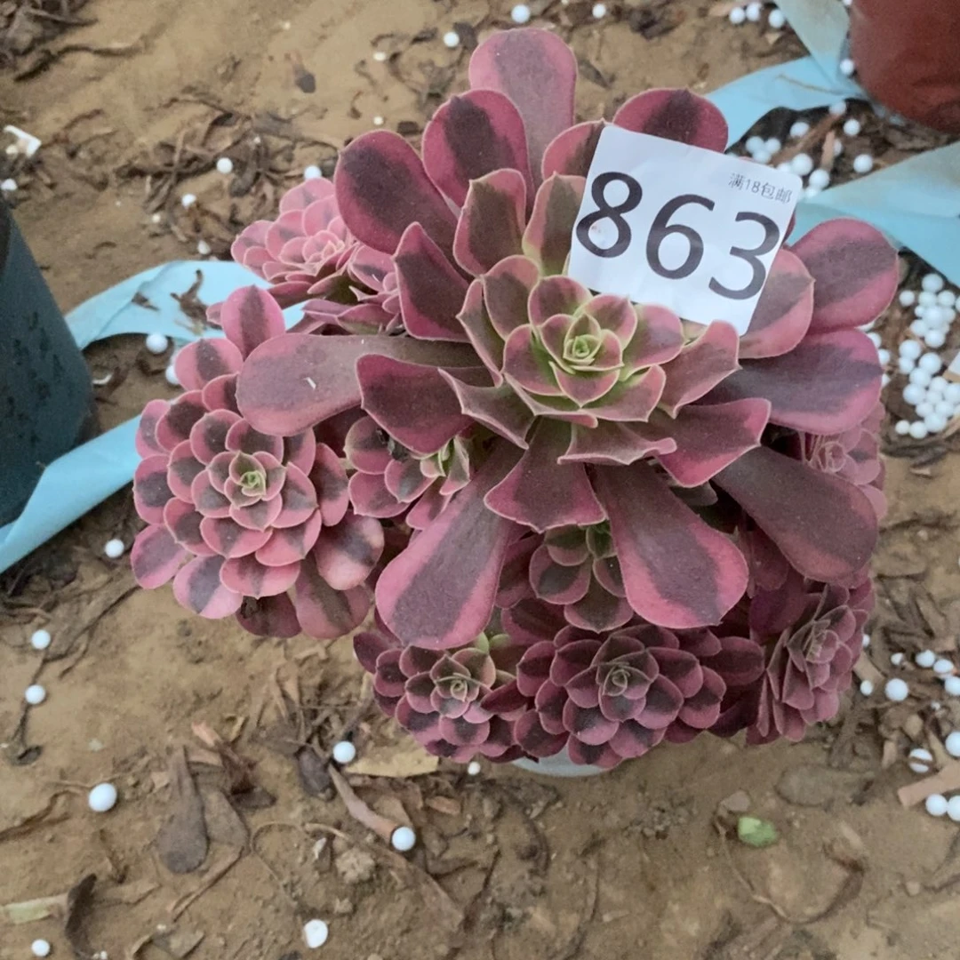 863美杜莎手捧1棚