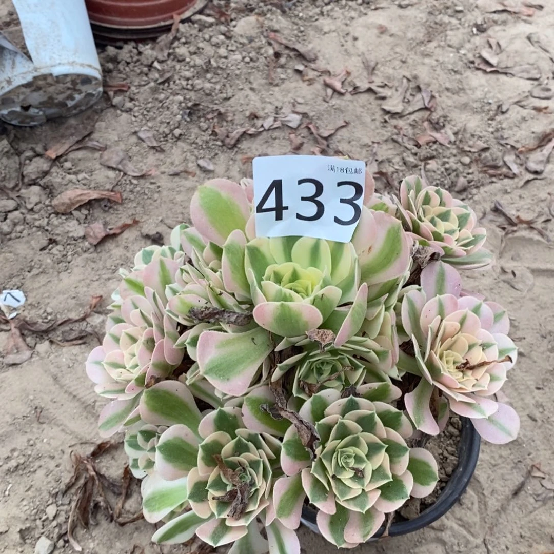 433粉女巫妖桩东棚