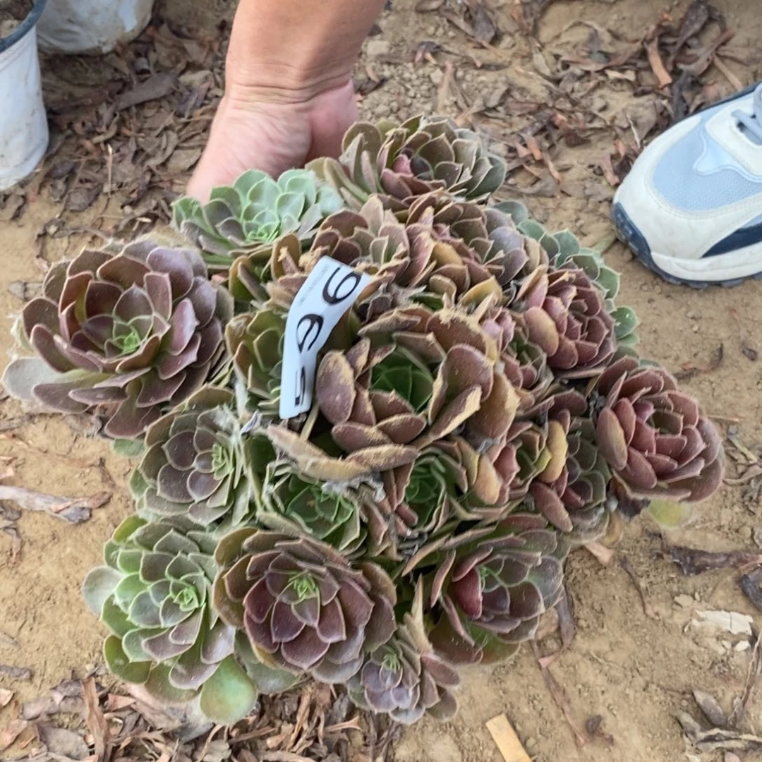 596荷兰玫瑰手捧4棚