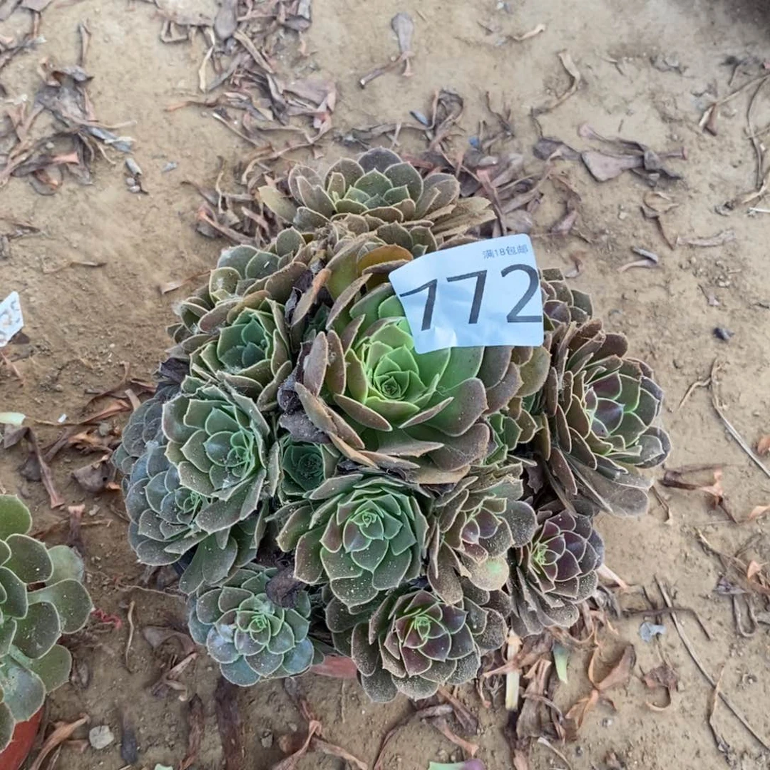 772荷兰玫瑰手捧4棚