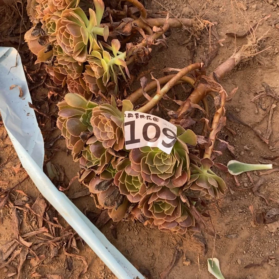 109荷兰玫瑰手捧4