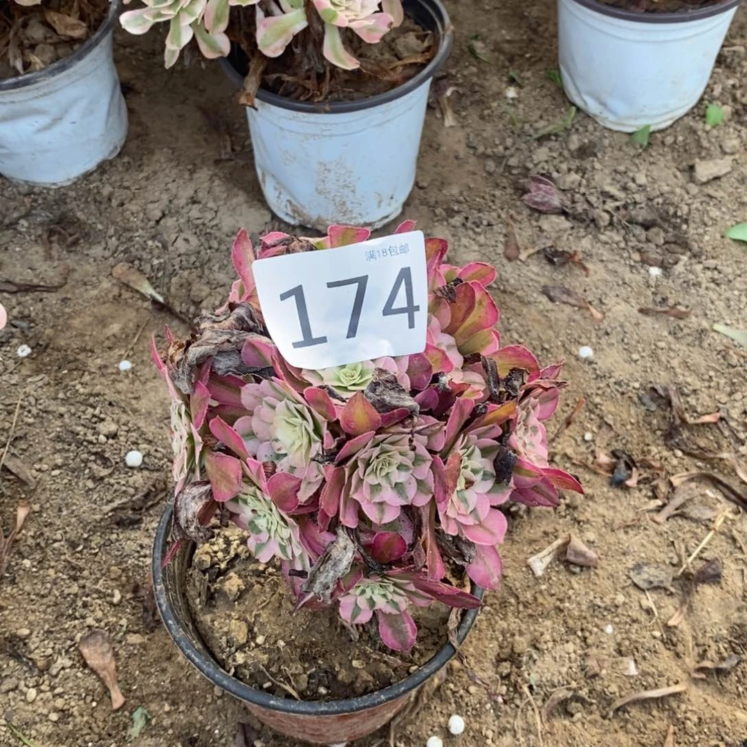 174铜壶白绣球000000