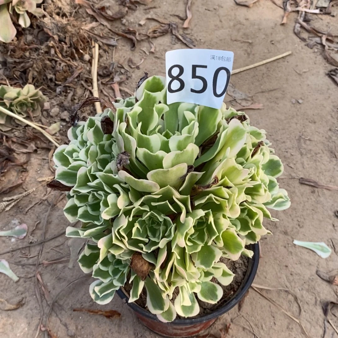 小**姐850白凤手捧东棚