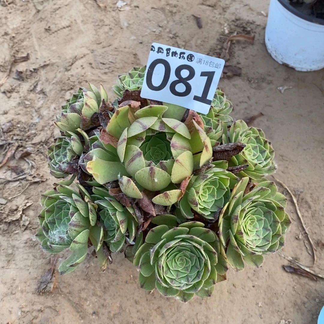 081万拉丝手捧1棚