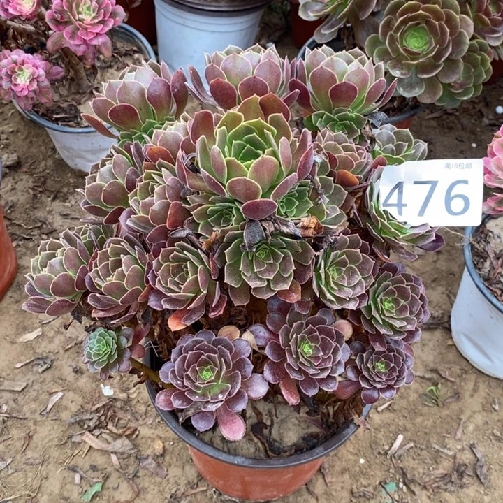 476荷兰玫瑰大手捧000