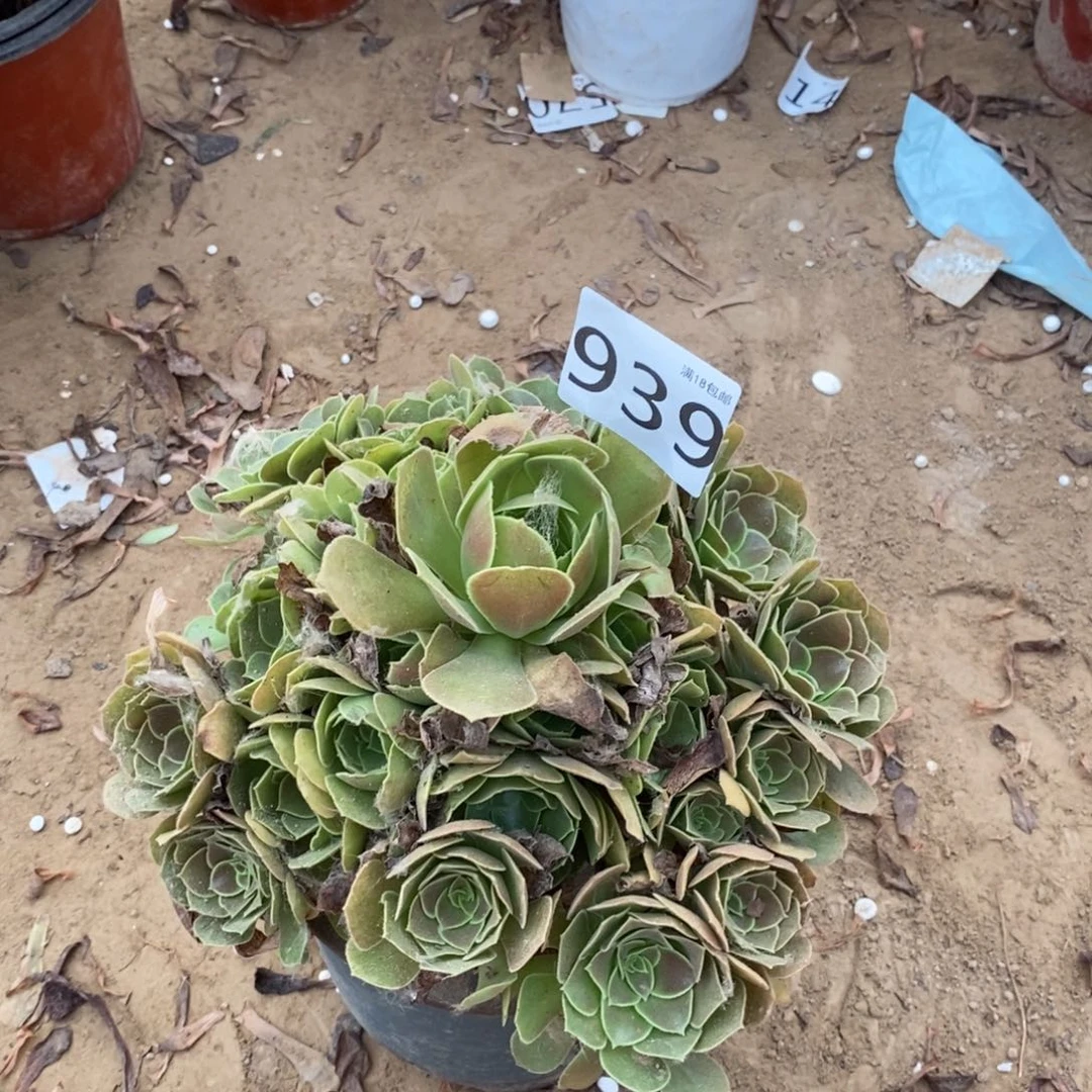 939柠檬玫瑰手捧1棚