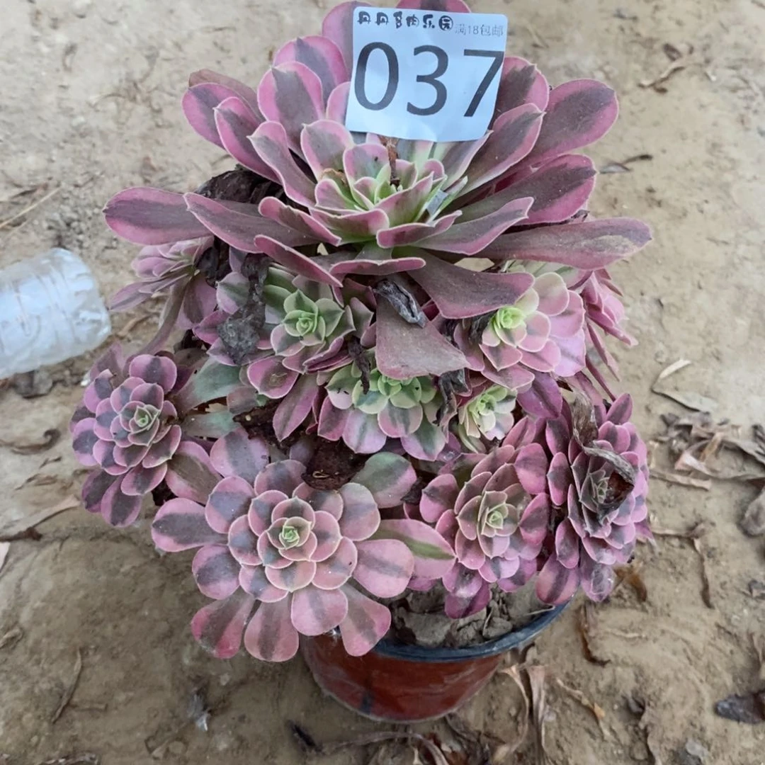 037美杜莎手捧桩不直东