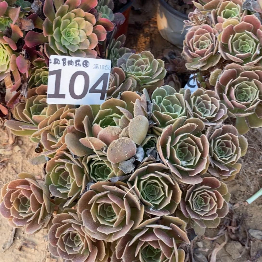 104荷兰玫瑰手捧4棚