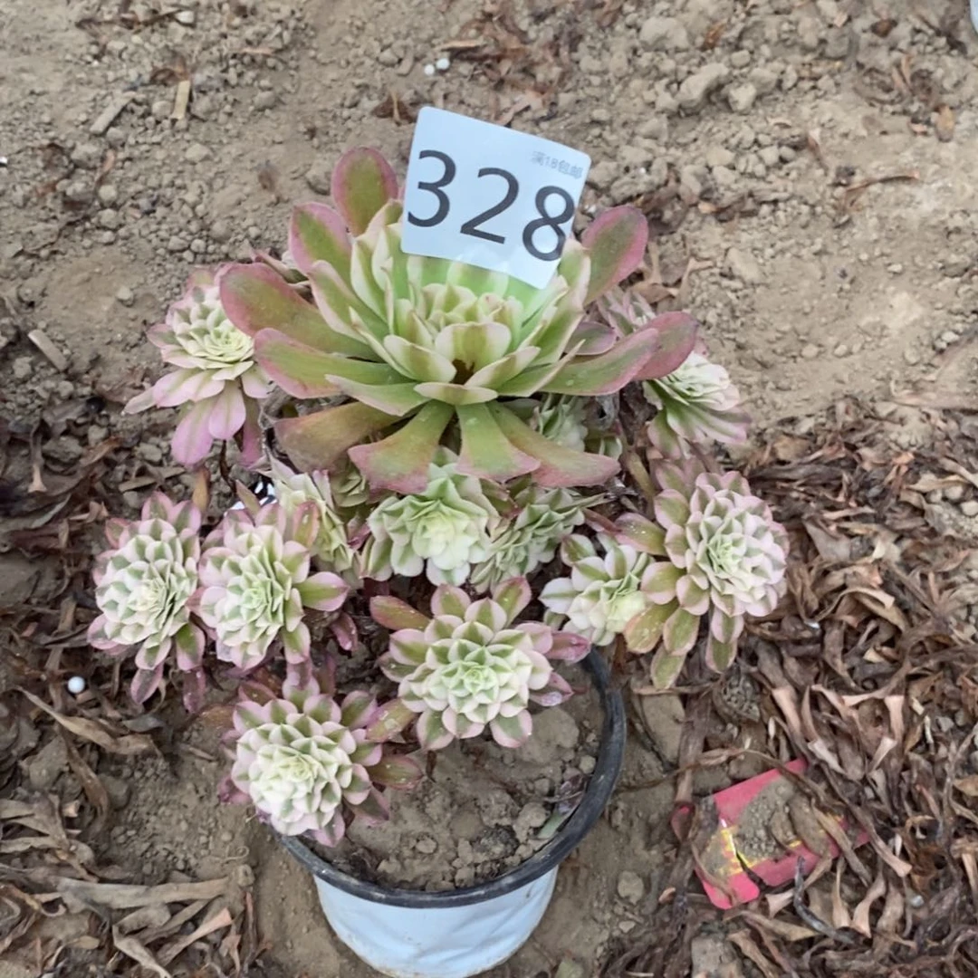 328铜壶白手捧东棚