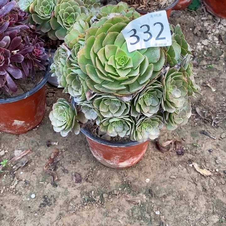 332万圣节手捧000000