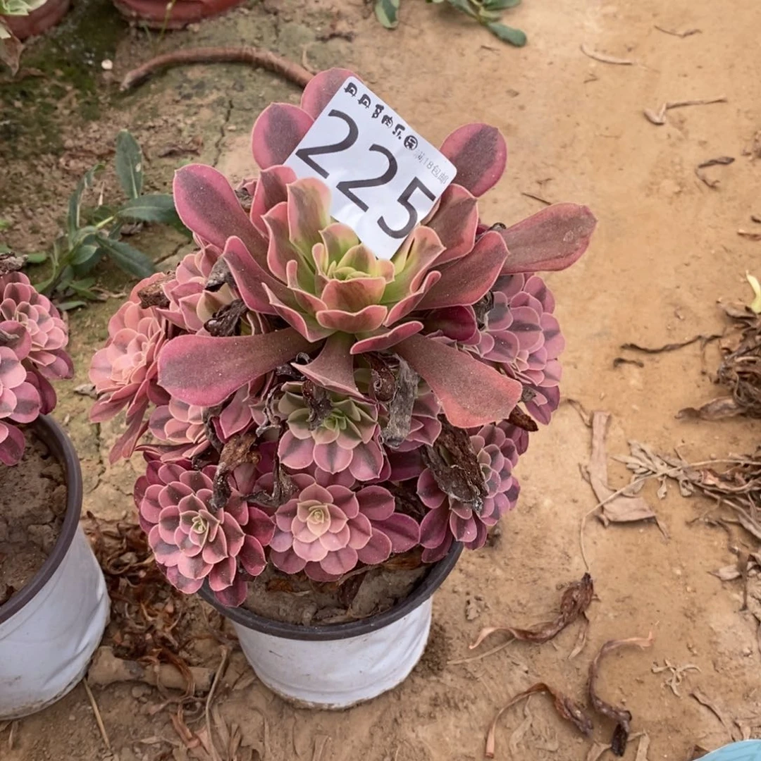 225美杜莎手捧东棚