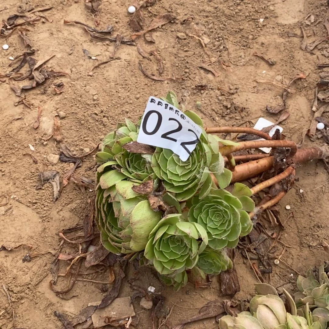 022万拉丝手捧1棚