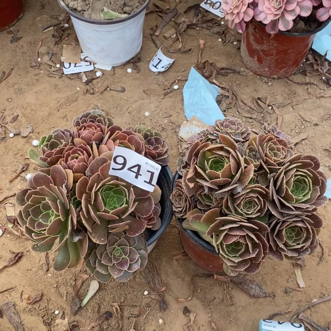 941荷兰玫瑰2颗1棚