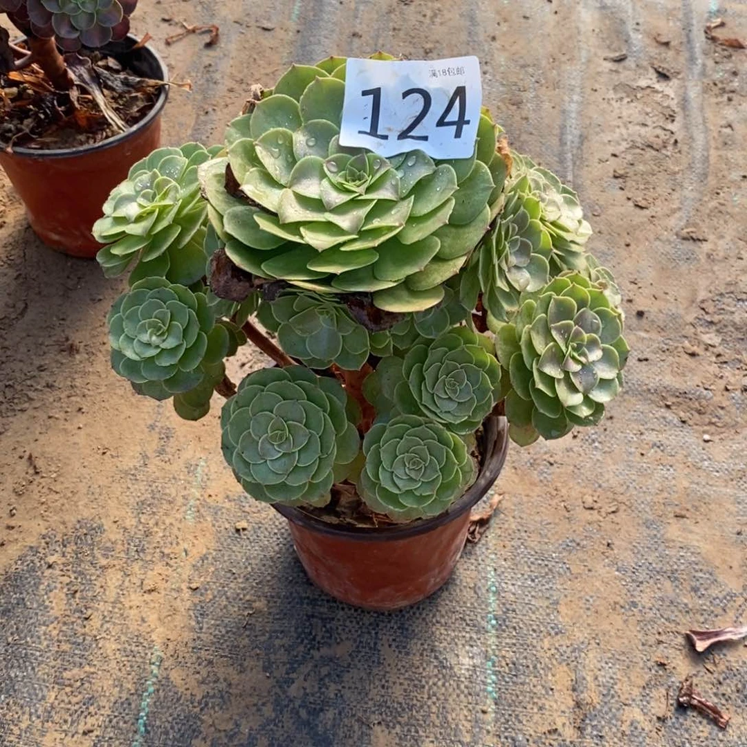 ❄️*124万圣节手捧000000