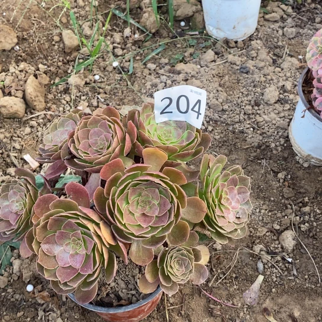 204赤炎链绣球0000000