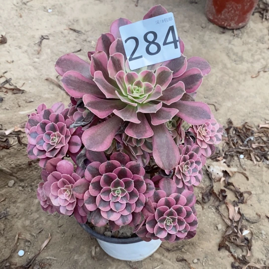 284美杜莎手捧东棚