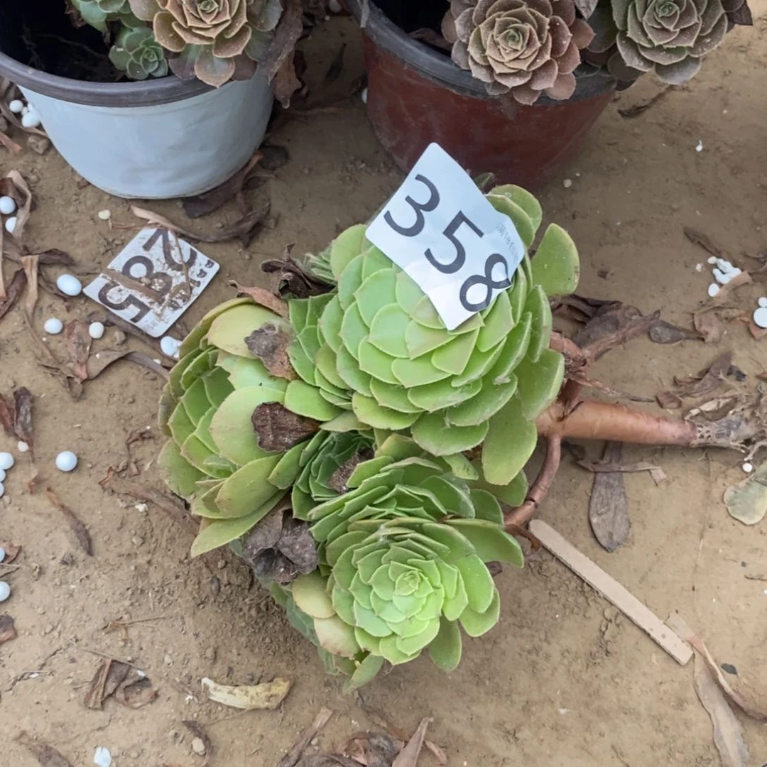 358万圣节手捧1棚