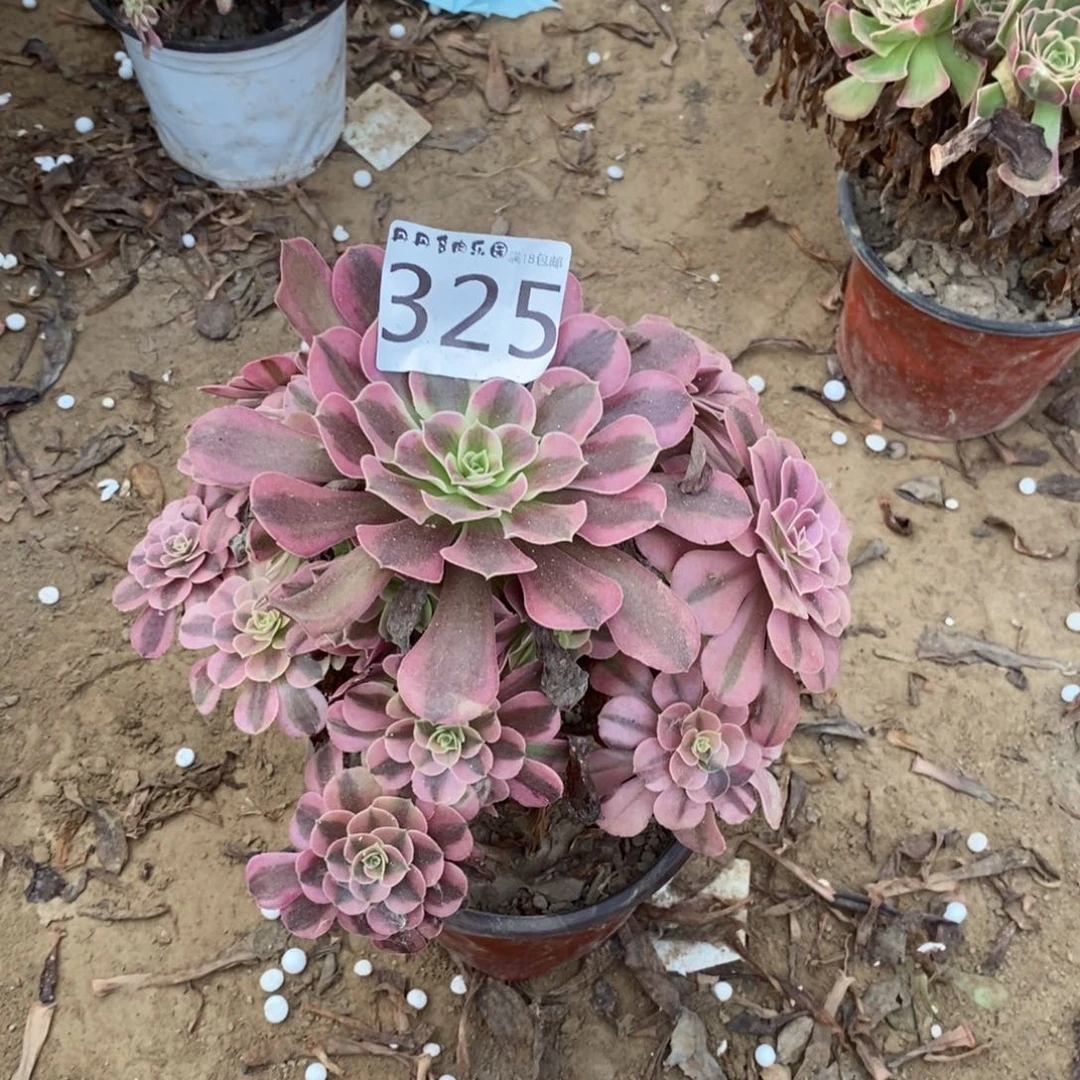 325美杜莎手捧20厘米1棚