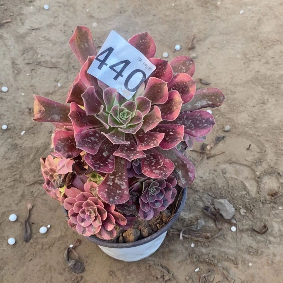 440美杜莎撞不太正1棚