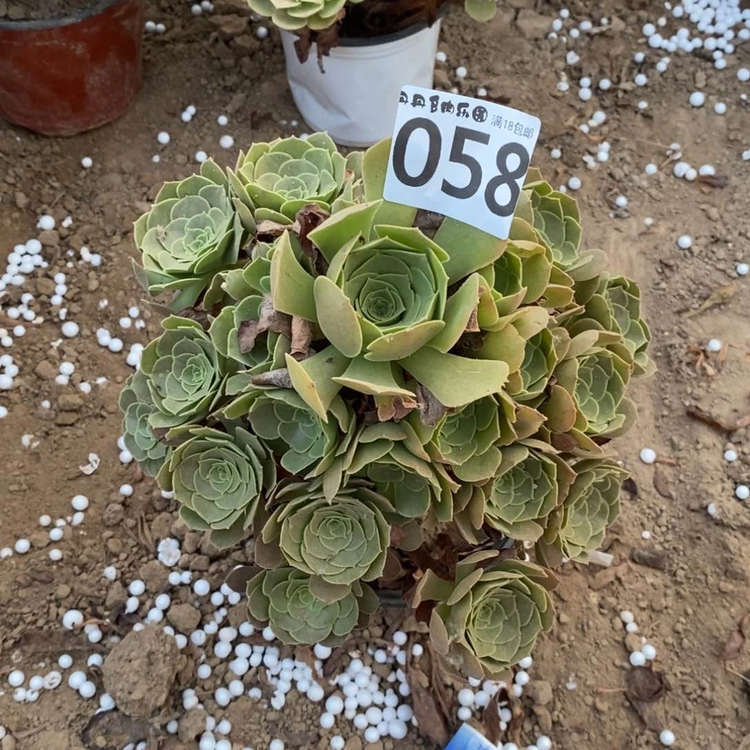 058柠檬玫瑰手捧1棚