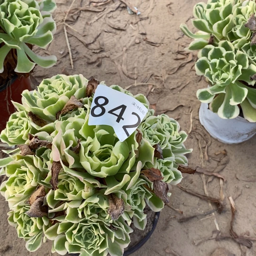842白凤手捧东棚