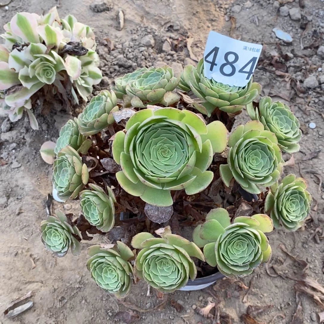 484万圣节手捧东棚