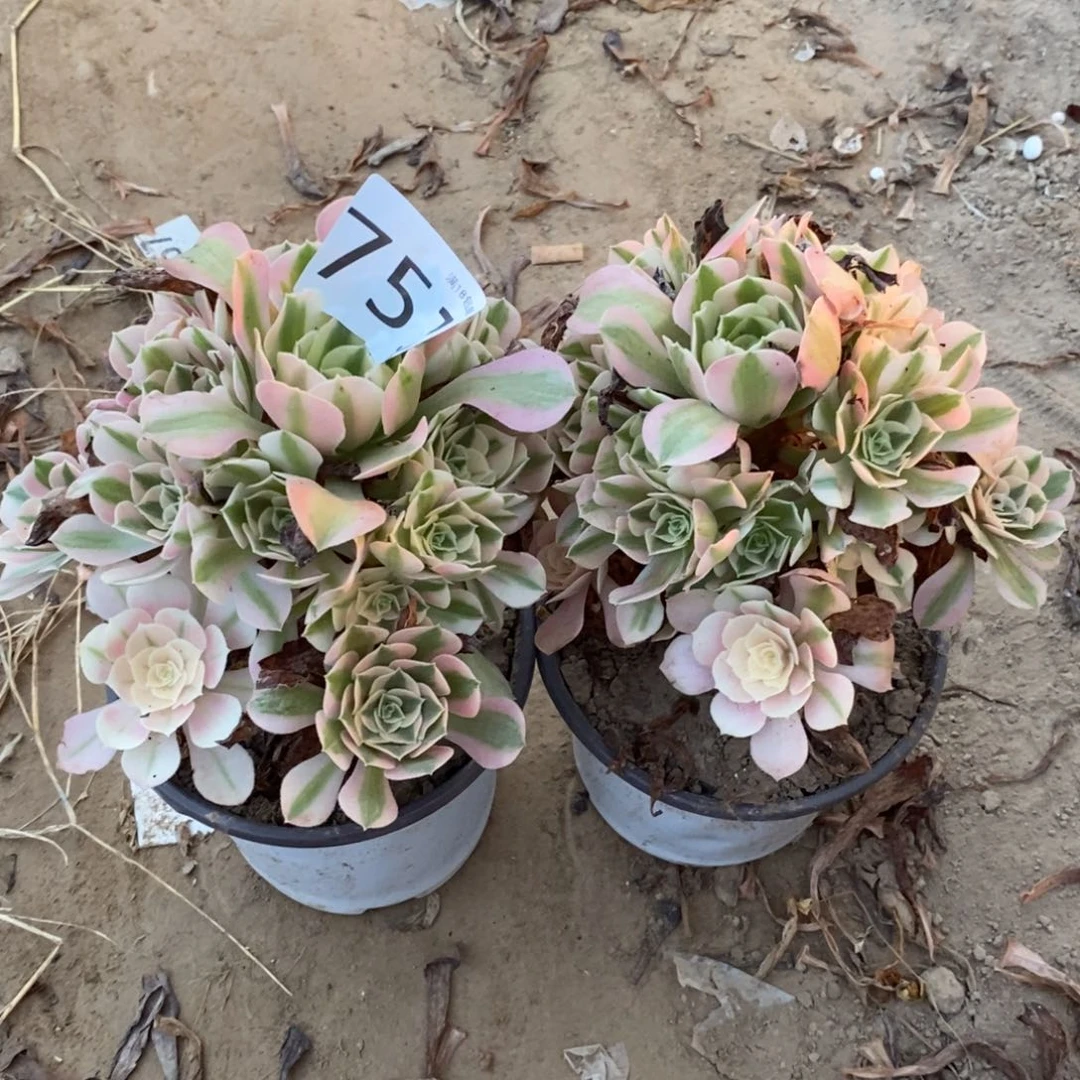 757粉女巫2颗手捧dong