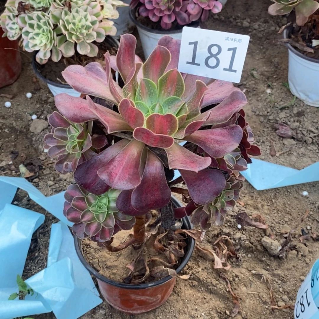 181花纳手捧000000